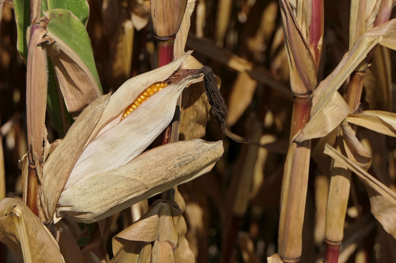 Kukurydza gnieciona i jej walory w kwestii żywienia zwierząt hodowlanych